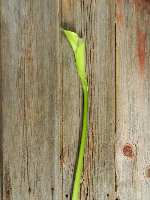 GREEN GODDESS 75 CM CALLA LILY